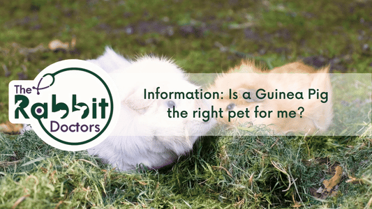 Information: Is a Guinea Pig the right pet for me?