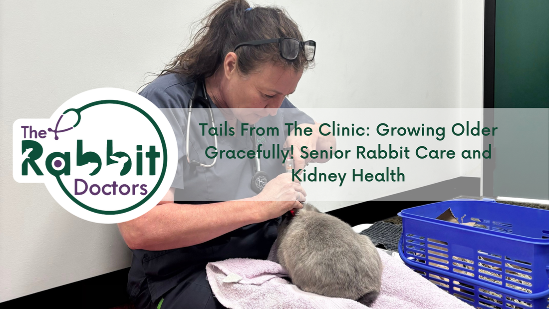 Tails From The Clinic - Growing Older Gracefully! Senior Rabbit Care and Kidney Health