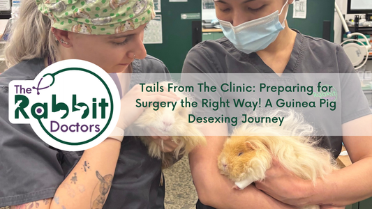 Tails From The Clinic - Preparing for Surgery the Right Way! A Guinea Pig Desexing Journey