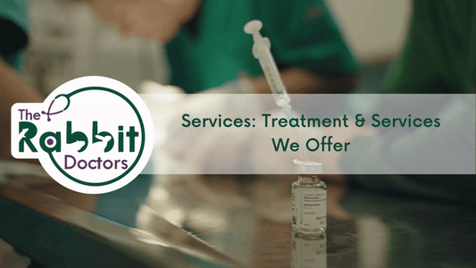 Services: Rat Treatments & Services We Offer