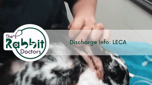 Discharge Information: LECA