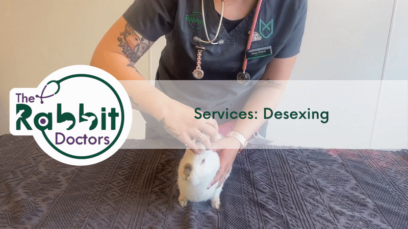 Services: Rabbit Desexing