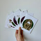Single Rabbit Greeting Cards - 6 pack