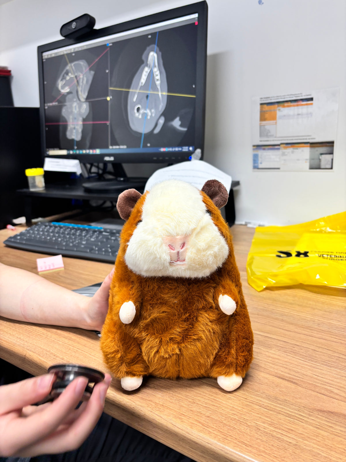 Plump Guinea Pig Plush Toy
