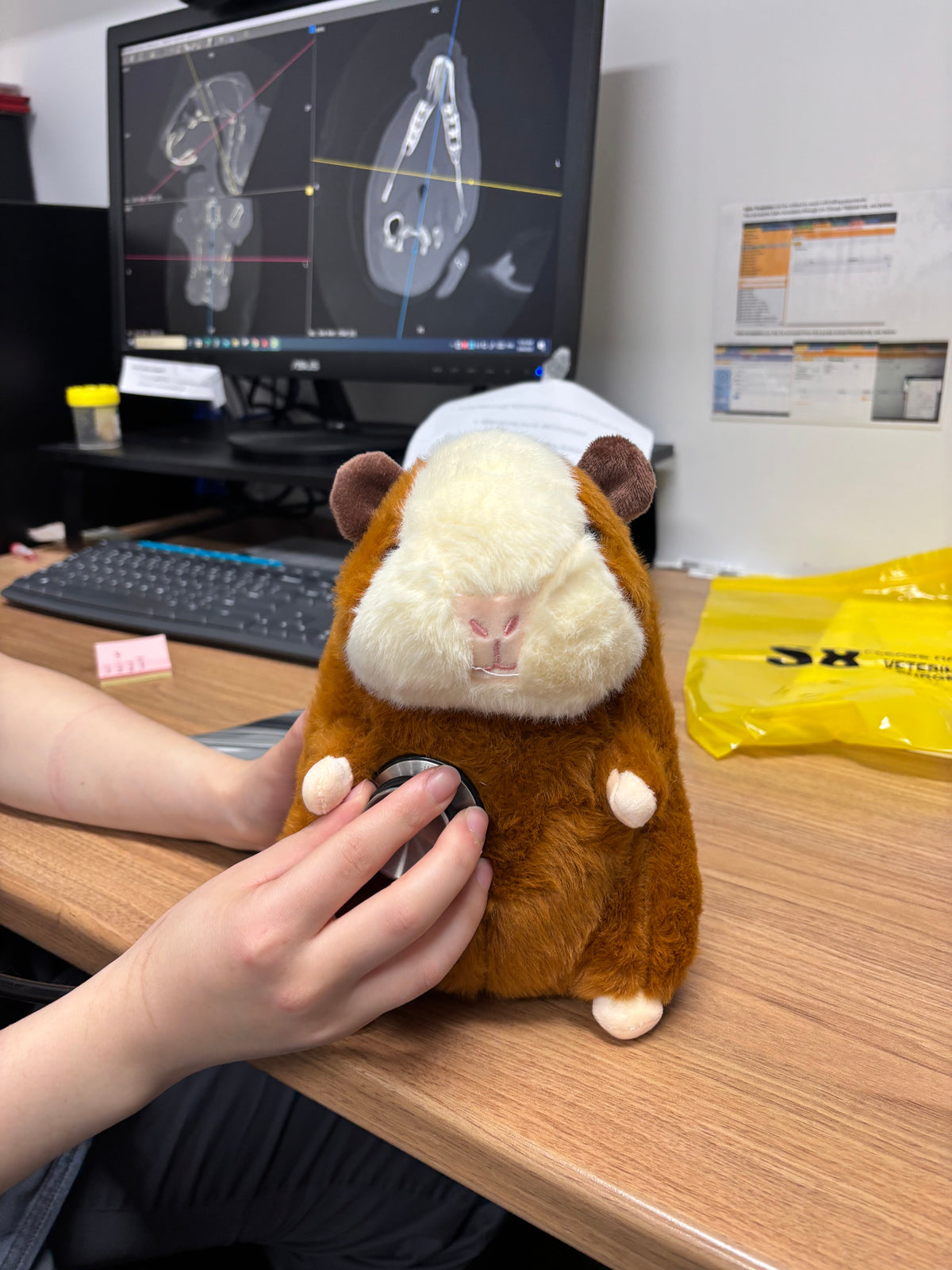 Plump Guinea Pig Plush Toy
