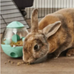 Wobble Teaser - OXBOW Enriched Life - Snuffle Feeder