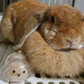 Transparent Bunny Keepsake Keyring